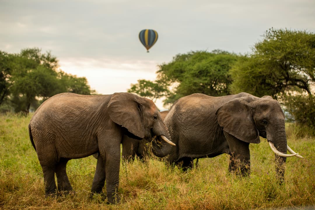 Hikers and guides ascending Mount Kilimanjaro