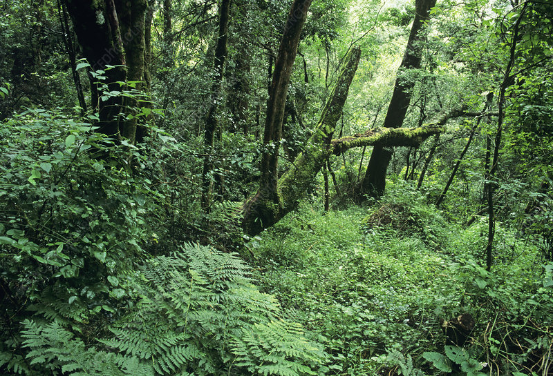 Montane Forest